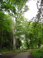 2012-06-05 061